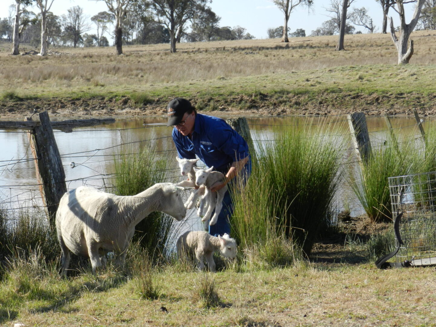 Chandler Livestock