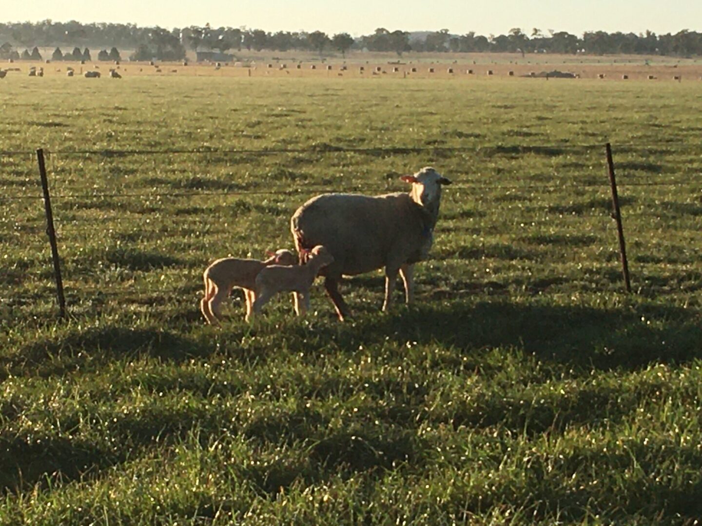 Chandler Livestock