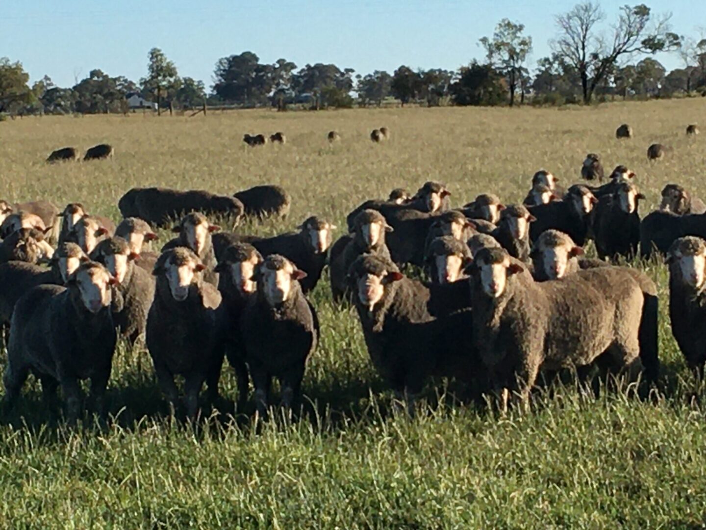 Chandler Livestock