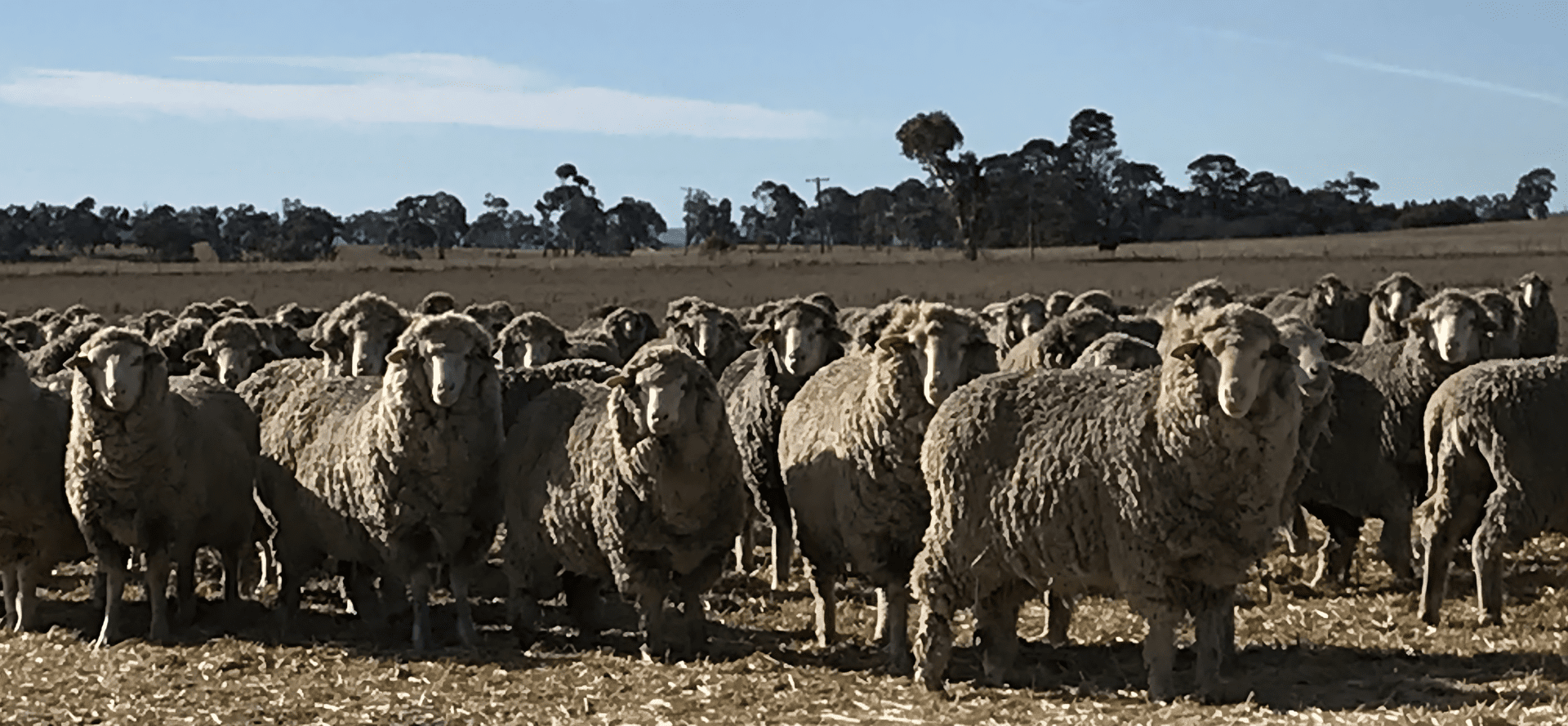 merino_ewes-transformed