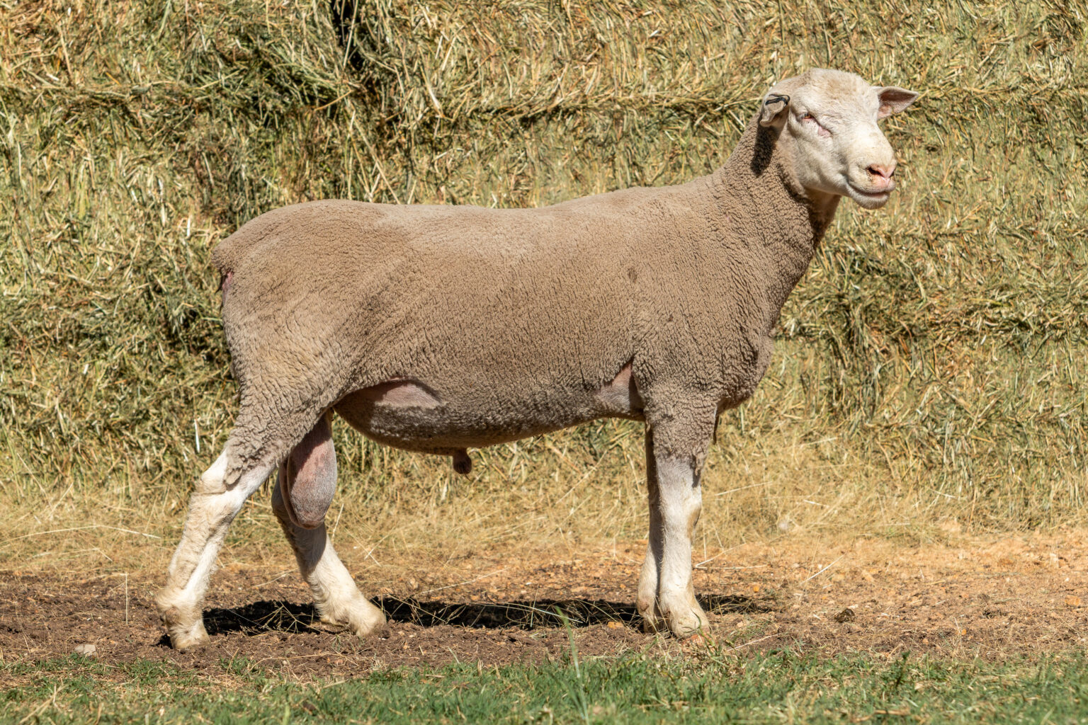 White Suffolk Rams - Chandler Livestock