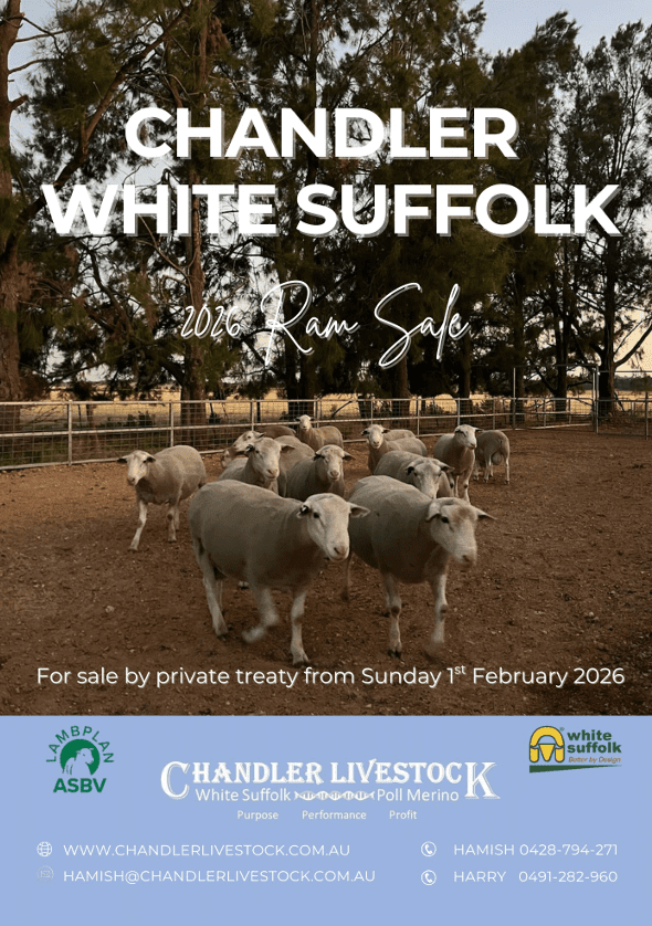 Screenshot 2026-02-03 052513